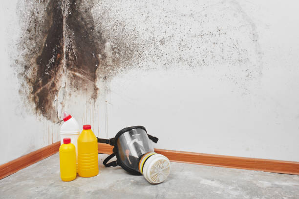 Best Black Mold Removal  in Red Corral, CA