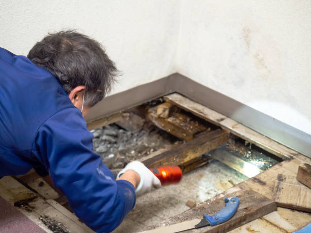 Best Affordable Mold Removal  in Red Corral, CA