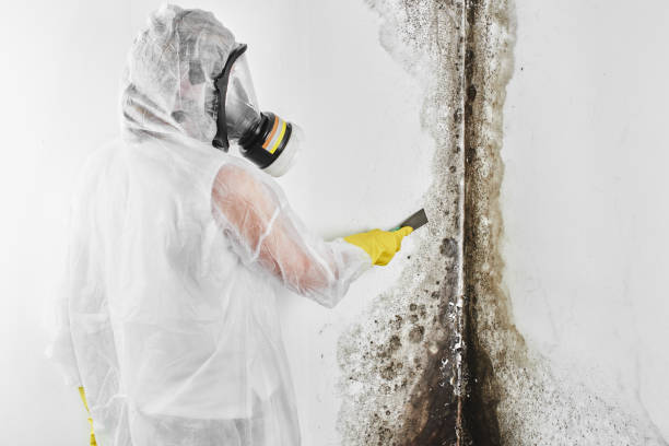 Red Corral, CA Mold Removal Company