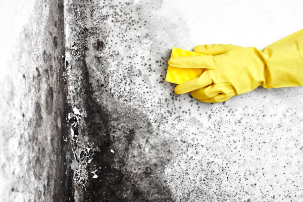 Best Professional Mold Removal  in Red Corral, CA