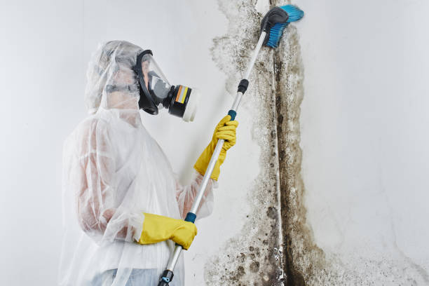 Best Mold Removal Company Near Me  in Red Corral, CA