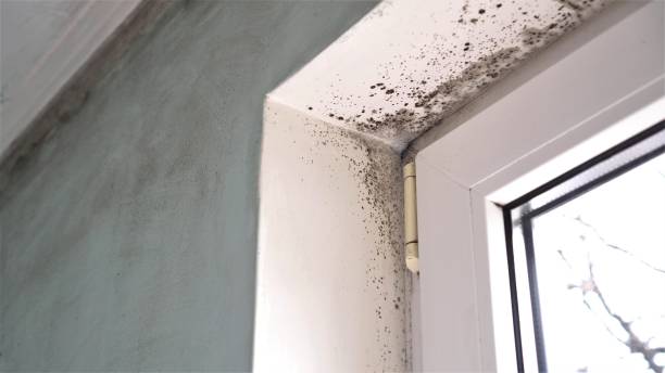 Best Mold Testing  in Red Corral, CA
