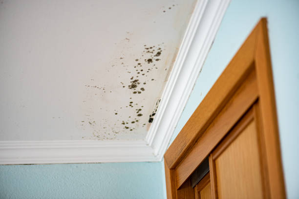 Best Black Mold Removal  in Red Corral, CA