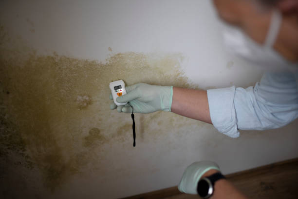Best Attic Mold Removal  in Red Corral, CA