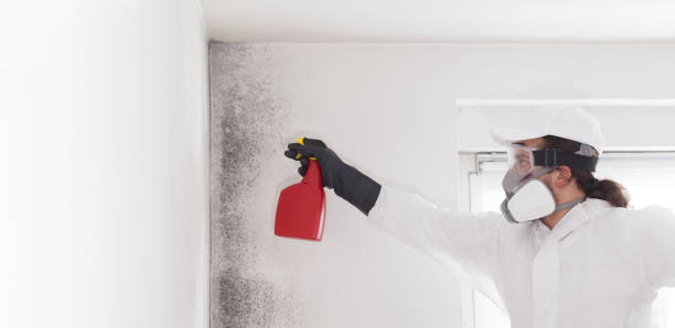 Best Best Mold Removal Companies  in Red Corral, CA