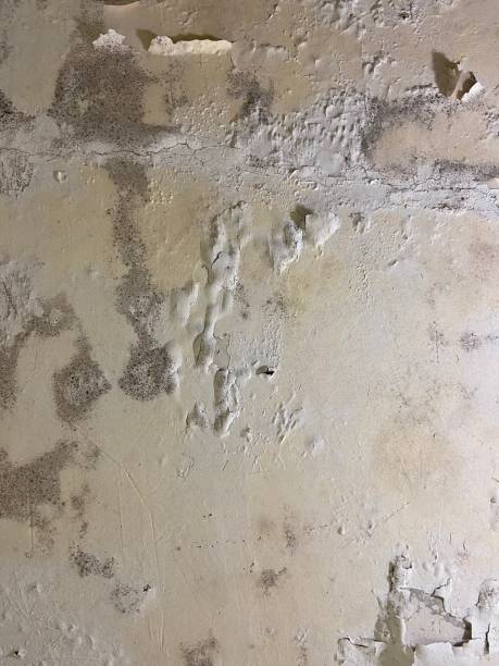 Best Affordable Mold Removal  in Red Corral, CA