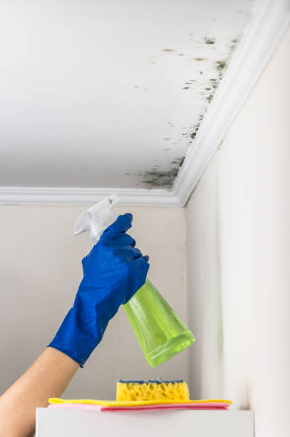 Best Certified Mold Removal  in Red Corral, CA