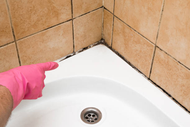 Best Office Mold Removal Services  in Red Corral, CA
